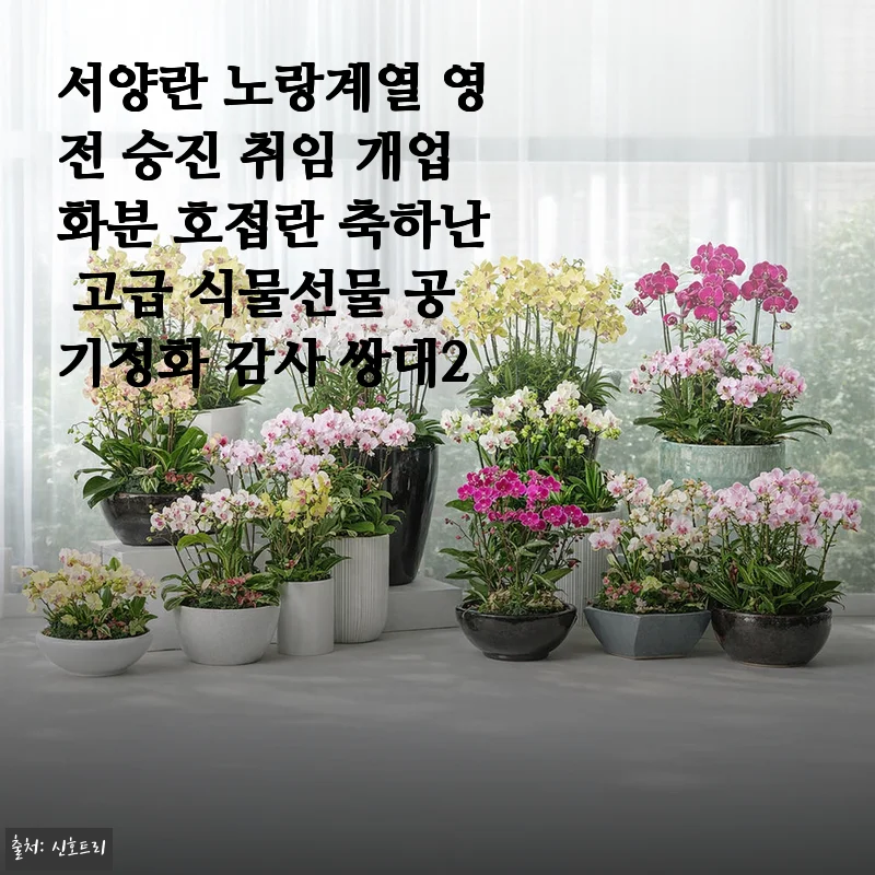 서양란 노랑계열 영전 승진 취임 개업화분, 호접란 축하난 사용후기