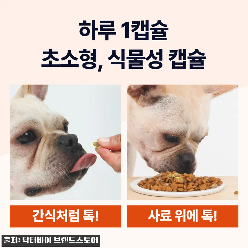 닥터바이 강아지 기관지 영양제 이뮤가 관련 이미지 8